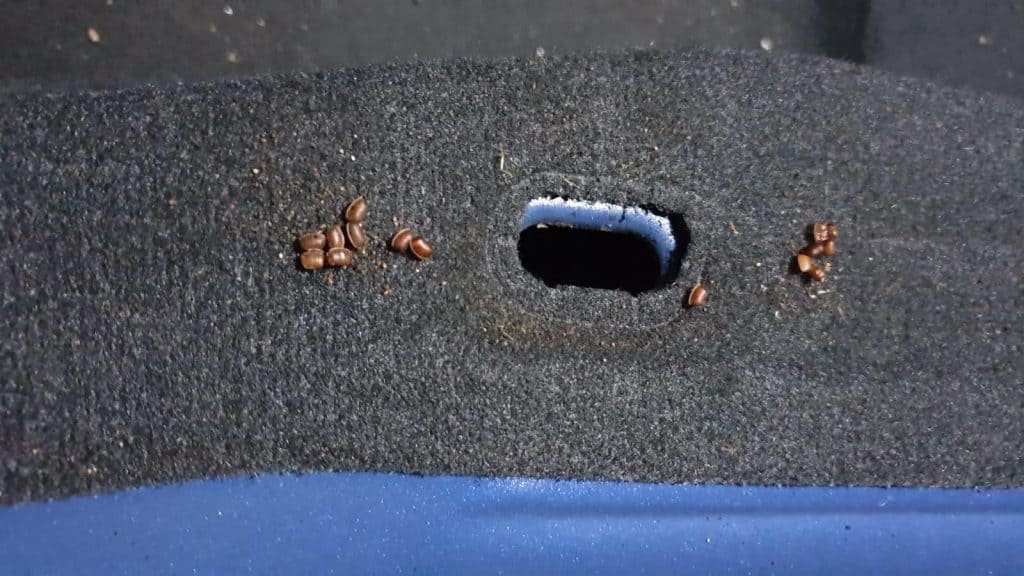 Cockroach eggs